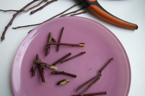 Как определить, что дерево испытывает стресс перед зимой. Как перезимовали? Проверяем состояние сада