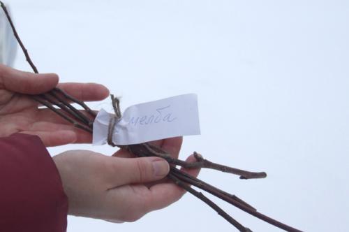 Как определить, что дерево испытывает стресс перед зимой. Как перезимовали? Проверяем состояние сада