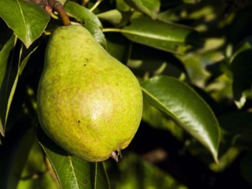Груша краснодарская зимняя. Сорта груш для краснодарского края