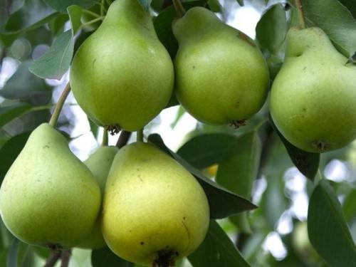 Ранние сорта груши для южного региона. Летние сорта