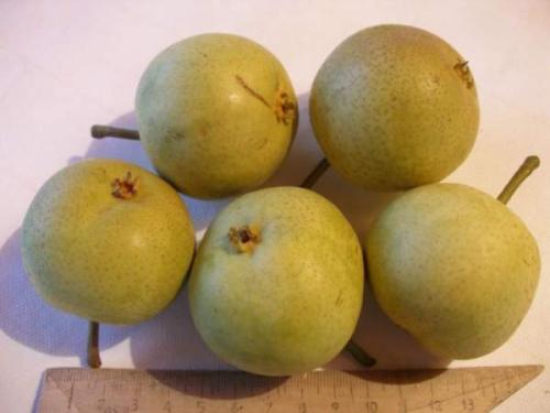 Сорта груш для пермского края. Скороспелка Свердловская (Талица)