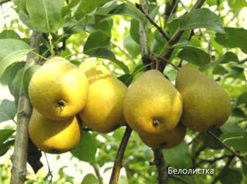 Все сорта груш по алфавиту. Сорта груши с фото и описанием: летние, осенние, зимние