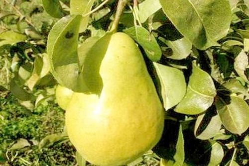 Ранние сорта груши для южного региона. Летние сорта