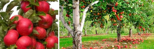 Иммунные сорта яблонь. ОСНОВНЫЕ ДОСТОИНСТВА НАШИХ ЛУЧШИХ СОРТОВ ЯБЛОНИ