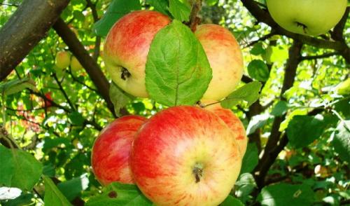 Лучшие сорта яблонь для Средней Полосы. Популярные сорта яблонь: зимостойкие и устойчивые к парше