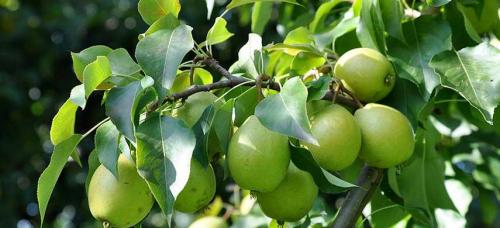 Самые вкусные зимние сорта груш. Выбираем самые морозоустойчивые сорта груши