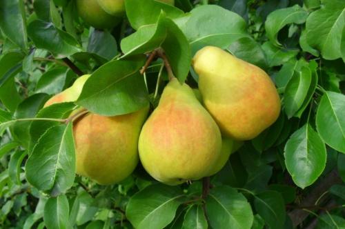 Лучшие сорта осенних груш. Список лучших сортов
