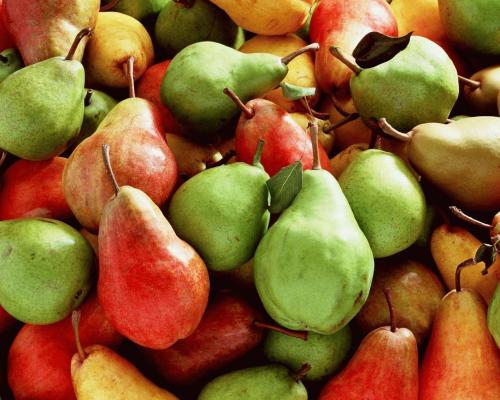 Лучшие сорта груш для юга россии. Лучшие сорта груш для Краснодарского края: уход, достоинства и недостатки