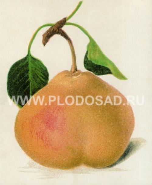 Описание 23 лучших СОРТОВ груши для средней полосы. Сорта груши для средней полосы