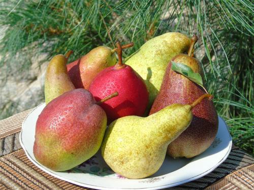 Самые вкусные сорта груш. Сорта груши с фото и описанием: летние, осенние, зимние