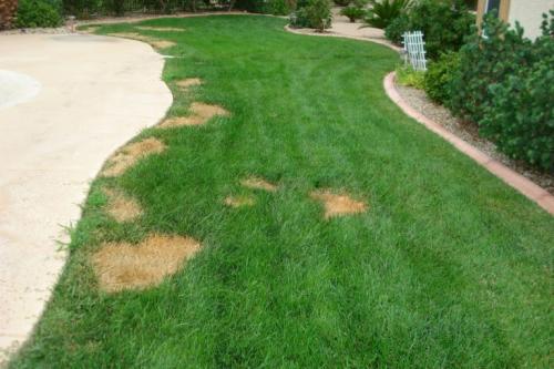 Удобрение для газона от пожелтения. Неправильное удобрение газона