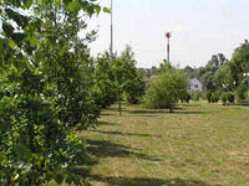 Желтые пятна и сухая трава на газоне. Боремся с желтыми пятнами на газонах 02