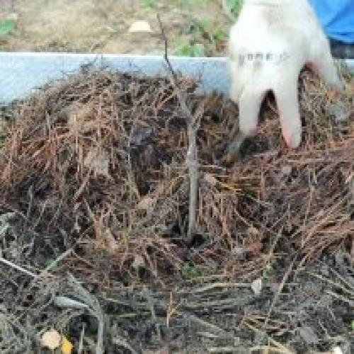 Можно ли укрывать ягодные кусты пленкой на зиму. Укрытие винограда на зиму