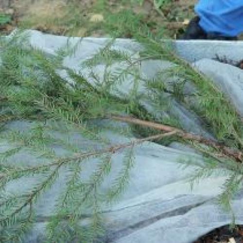 Можно ли укрывать ягодные кусты пленкой на зиму. Укрытие винограда на зиму