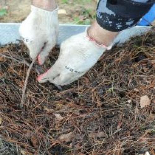 Можно ли укрывать ягодные кусты пленкой на зиму. Укрытие винограда на зиму
