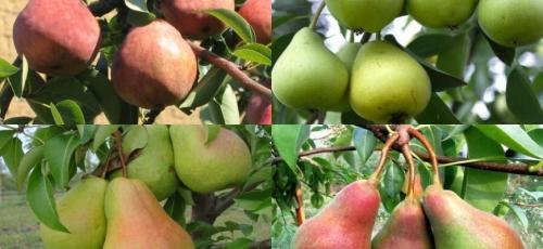 Зимние сорта груш для юга россии. Топ 16 лучших сортов груши для Ростовской области: названия, описания, достоинства и недостатки