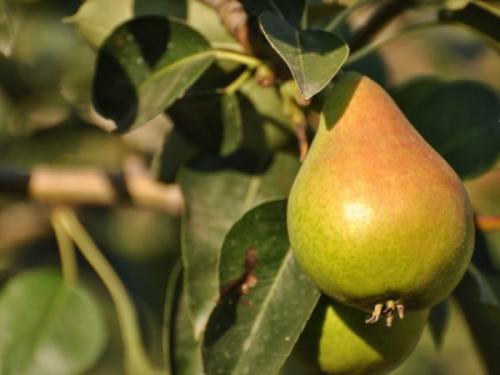 Топ 19 сортов груш для Краснодарского края. Лучшие сорта груши для кубани