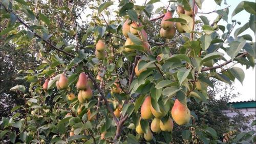 Зимние сорта груш для юга россии. Топ 16 лучших сортов груши для Ростовской области: названия, описания, достоинства и недостатки