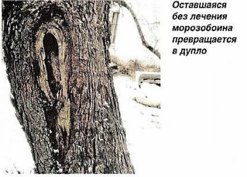 Полное руководство: как подготовить фруктовые деревья к зиме 06