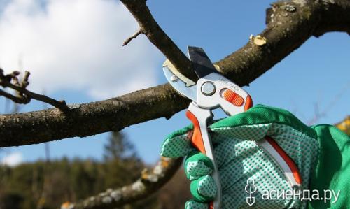 Как ухаживать за деревьями и кустарниками в октябре. Уход за деревьями в октябре