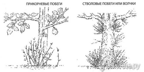 Как ухаживать за деревьями и кустарниками в октябре. Уход за деревьями в октябре