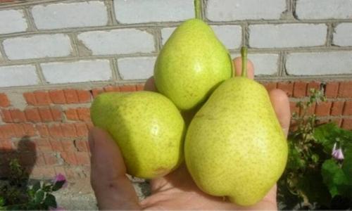 Самоопыляемые сорта груш для урала. Уральские сорта груш: 20 лучших видов, сладкие сорта, какую грушу лучше посадить