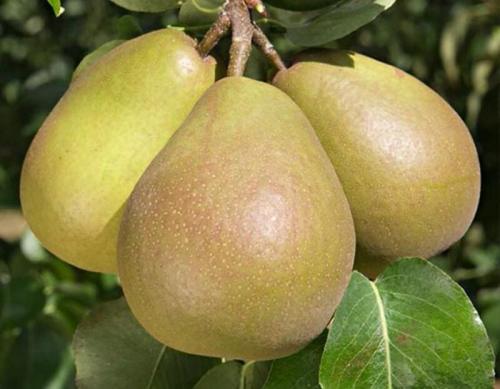 Карликовые самоплодные сорта груш. Карликовая груша (24 вида): список лучших сортов, описание, характеристики, посадка, уход и выращивание
