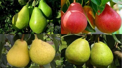 Карликовые самоплодные сорта груш. Карликовая груша (24 вида): список лучших сортов, описание, характеристики, посадка, уход и выращивание