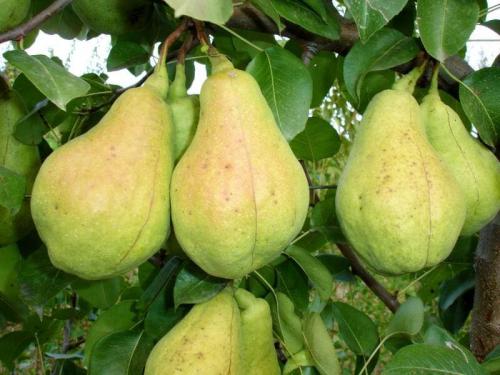 Самоопыляемые сорта груш для урала. Уральские сорта груш: 20 лучших видов, сладкие сорта, какую грушу лучше посадить