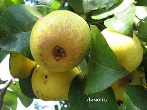 Осенние сорта груш. Сорта груши с фото и описанием: летние, осенние, зимние