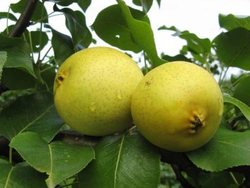 Самоопыляемые сорта груш для урала. Уральские сорта груш: 20 лучших видов, сладкие сорта, какую грушу лучше посадить