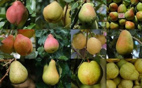 Карликовые самоплодные сорта груш. Карликовая груша (24 вида): список лучших сортов, описание, характеристики, посадка, уход и выращивание