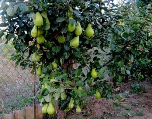 Карликовые самоплодные сорта груш. Карликовая груша (24 вида): список лучших сортов, описание, характеристики, посадка, уход и выращивание