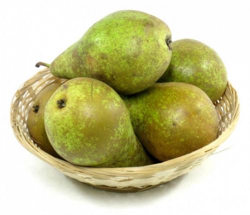 Лучшие самоплодные сорта груш. Особенности выращивания 09 Лучшие самоплодные сорта груш. Особенности выращивания 09