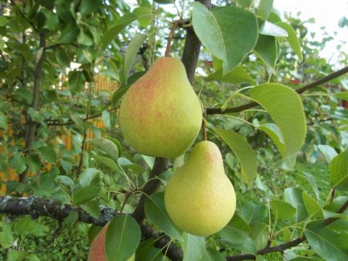Самоопыляемые сорта груш для урала. Уральские сорта груш: 20 лучших видов, сладкие сорта, какую грушу лучше посадить