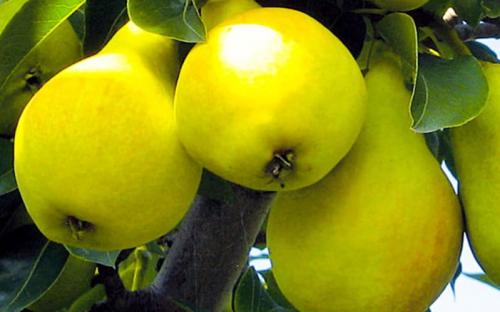 Самоопыляемые сорта груш для урала. Уральские сорта груш: 20 лучших видов, сладкие сорта, какую грушу лучше посадить