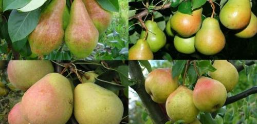 Самоопыляемые сорта груш для урала. Уральские сорта груш: 20 лучших видов, сладкие сорта, какую грушу лучше посадить