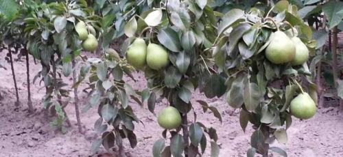 Карликовые самоплодные сорта груш. Карликовая груша (24 вида): список лучших сортов, описание, характеристики, посадка, уход и выращивание