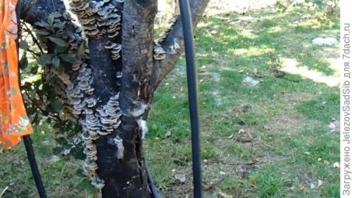 Как я готовлю свой сад к зиме. Подготовка сада к зиме - не делаем ничего