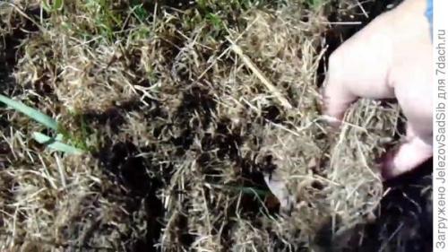 Как я готовлю свой сад к зиме. Подготовка сада к зиме - не делаем ничего