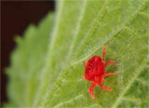 Достижение высокого урожая: 8 правил ухода за плодовыми деревьями 05