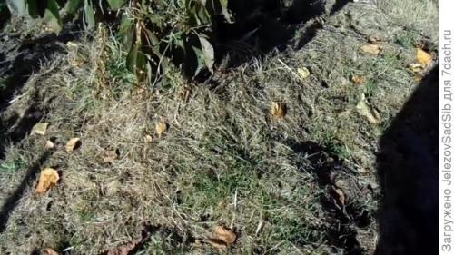 Как я готовлю свой сад к зиме. Подготовка сада к зиме - не делаем ничего