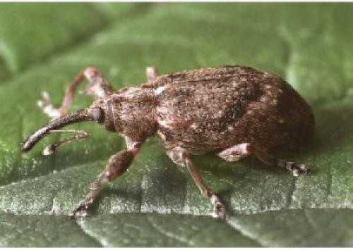 Какие вредители наиболее опасны для плодовых деревьев и как с ними бороться. Какие вредители приносят наибольший вред плодовым деревьям?