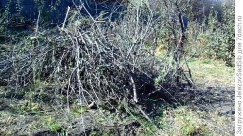 Как я готовлю свой сад к зиме. Подготовка сада к зиме - не делаем ничего