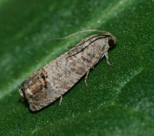 Достижение высокого урожая: 8 правил ухода за плодовыми деревьями 01