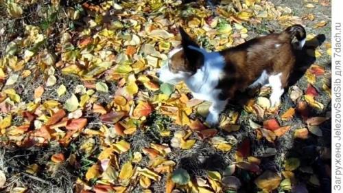 Как я готовлю свой сад к зиме. Подготовка сада к зиме - не делаем ничего