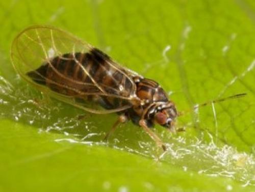 Достижение высокого урожая: 8 правил ухода за плодовыми деревьями 04