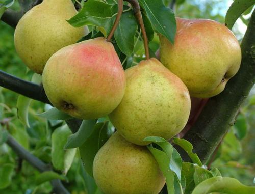 Груша Памяти Яковлева. Сорт груши Памяти Яковлева – описание, посадка и уход, отзывы
