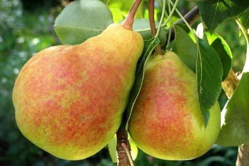 Лучшие самоплодные сорта груш для подмосковья. Ранние сорта