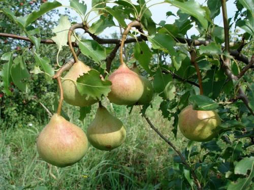 Груша Памяти Яковлева. Сорт груши Памяти Яковлева – описание, посадка и уход, отзывы